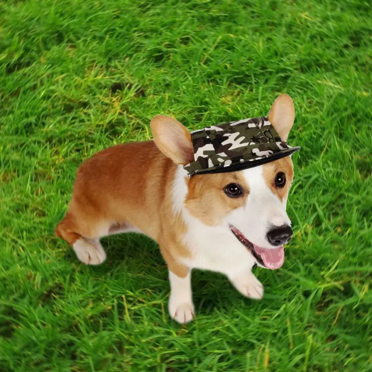 Picture of Dog Baseball Hat